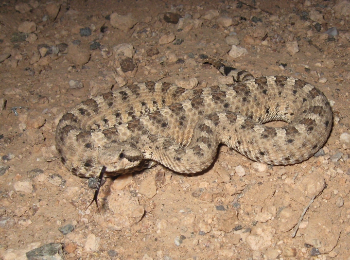 Sidewinder